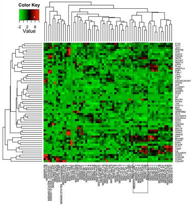 ETS1, ELK1, and ETV4 Transcription Factors Regulate Angiopoietin-1 Signaling and the Angiogenic Response in Endothelial Cells